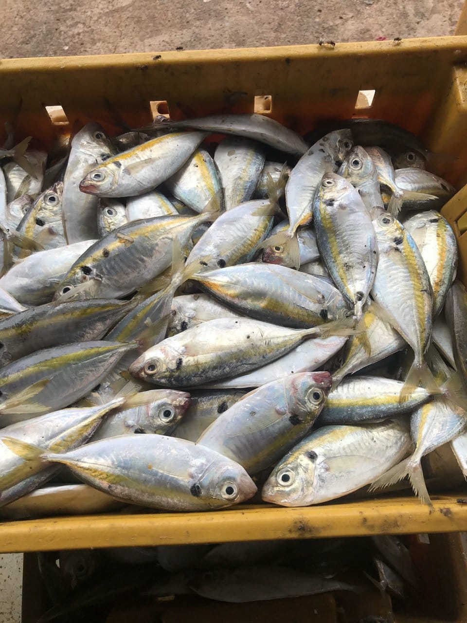 Frozen Yellow Stripped Trevally WR