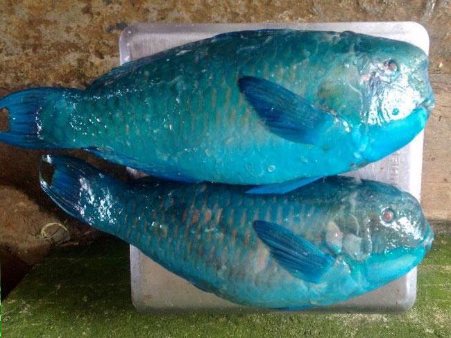Fresh Parrotfish Whole Round