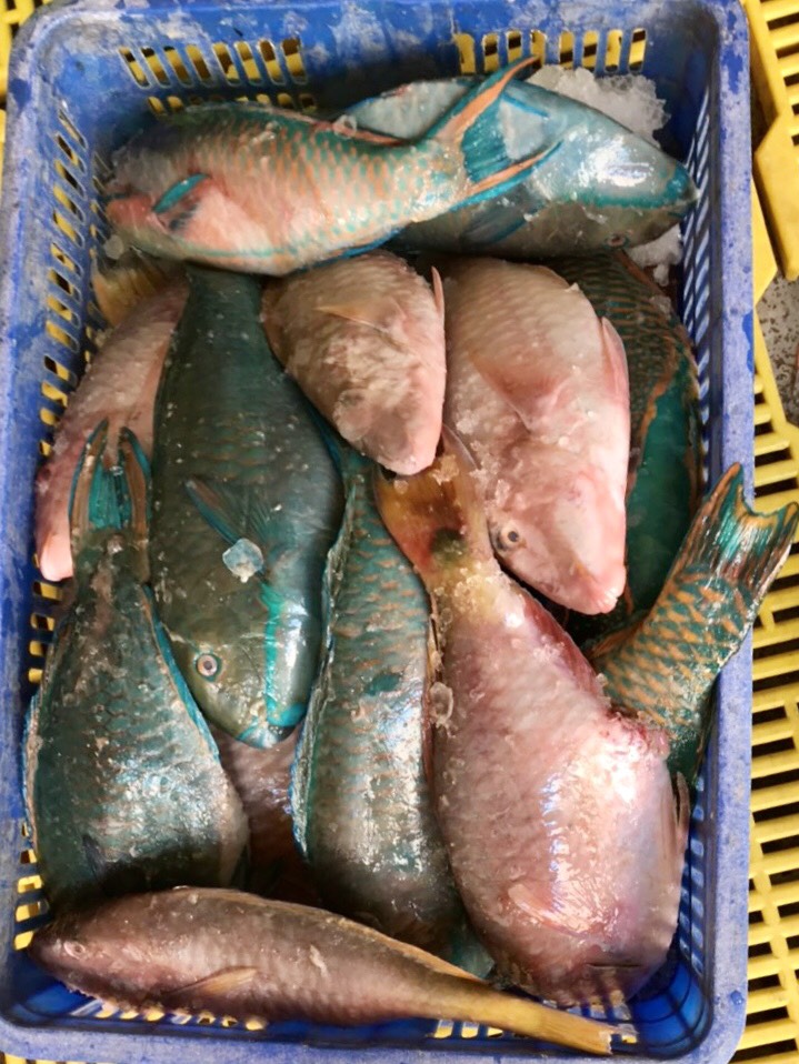 Frozen Parrotfish WR/WG/WGS