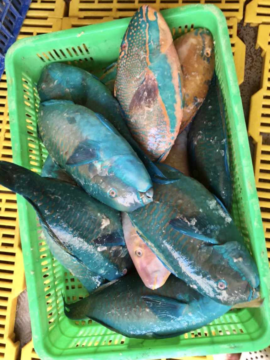 Frozen Parrotfish WR/WG/WGS
