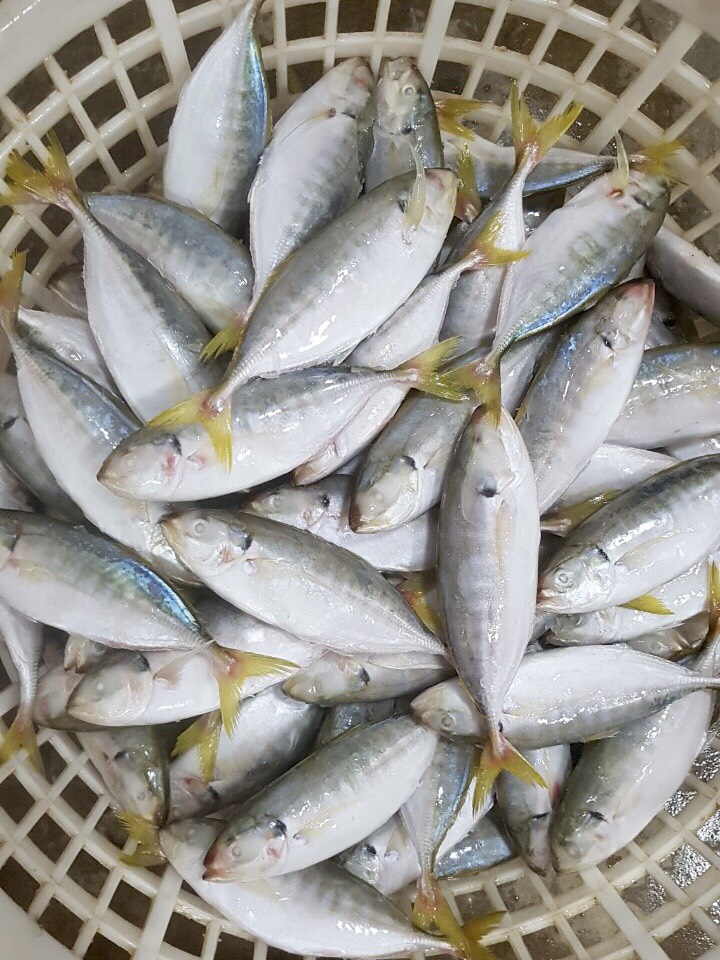 Frozen Yellow Tail Scad Whole Round